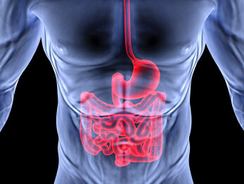 intestine